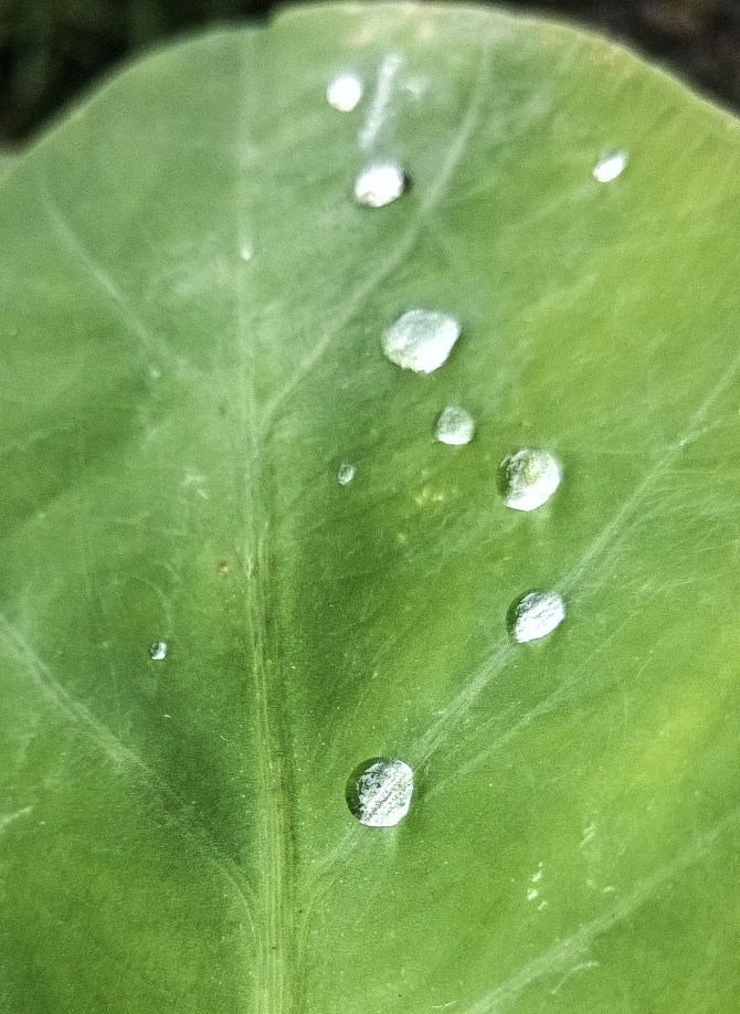 adobephotoshopexpress_ea4f806341324c78af662e6ddd34d4f3